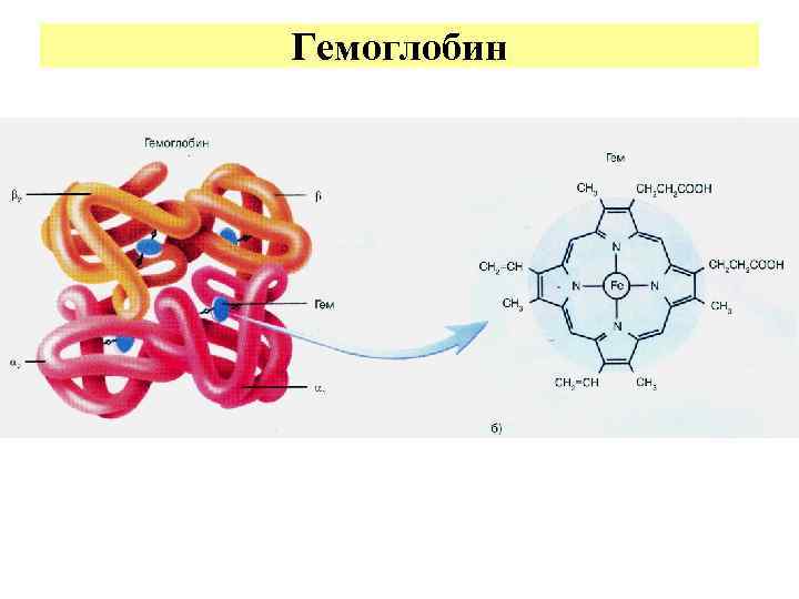 Гемоглобин 