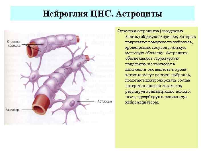     Нейроглия ЦНС. Астроциты    Отростки астроцитов (звездчатых 