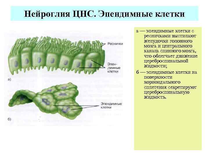 Нейроглия ЦНС. Эпендимные клетки    а — эпендимные клетки с  