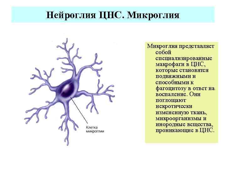 Клетки нейроглии