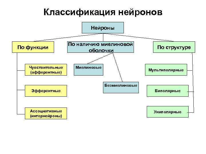    Классификация нейронов     Нейроны    По