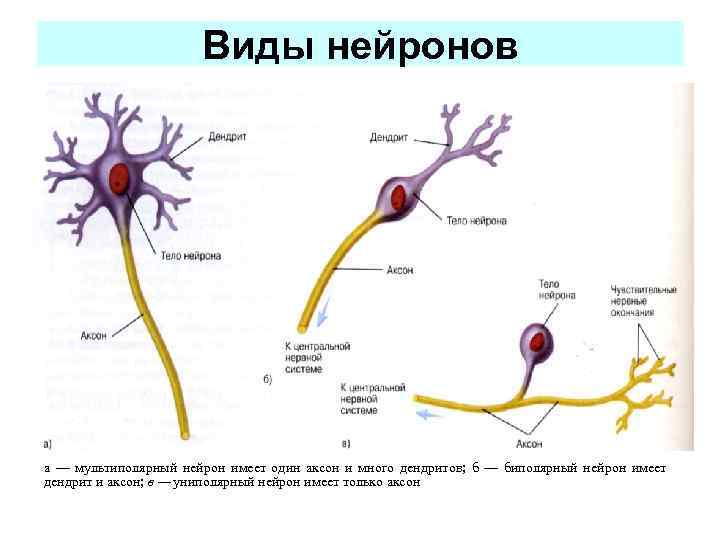 Нервные клетки имеют отростки