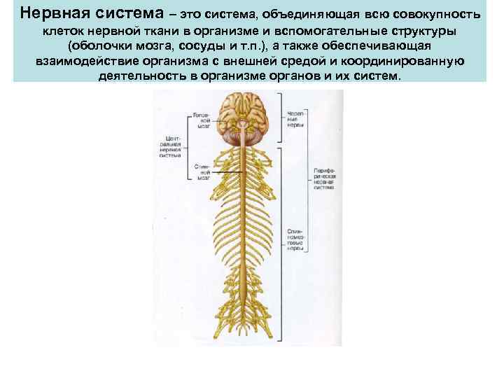 Презентация значение строение и функционирование нервной системы