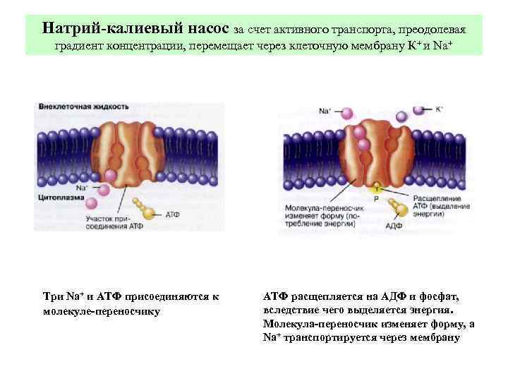 Натрий-калиевый насос за счет активного транспорта, преодолевая  градиент концентрации, перемещает через клеточную мембрану