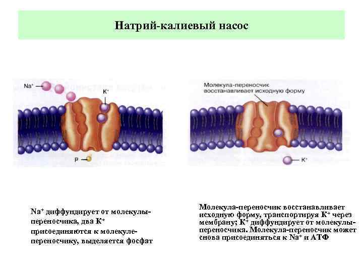 Натрий калиевый насос схема