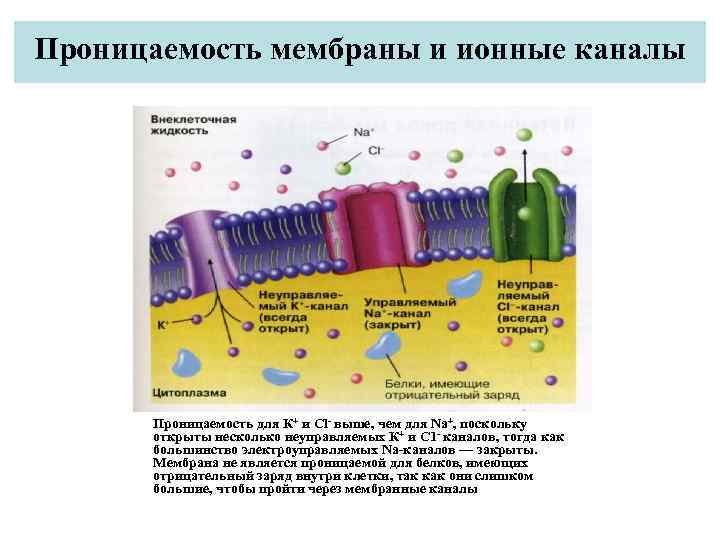 Значение мембраны