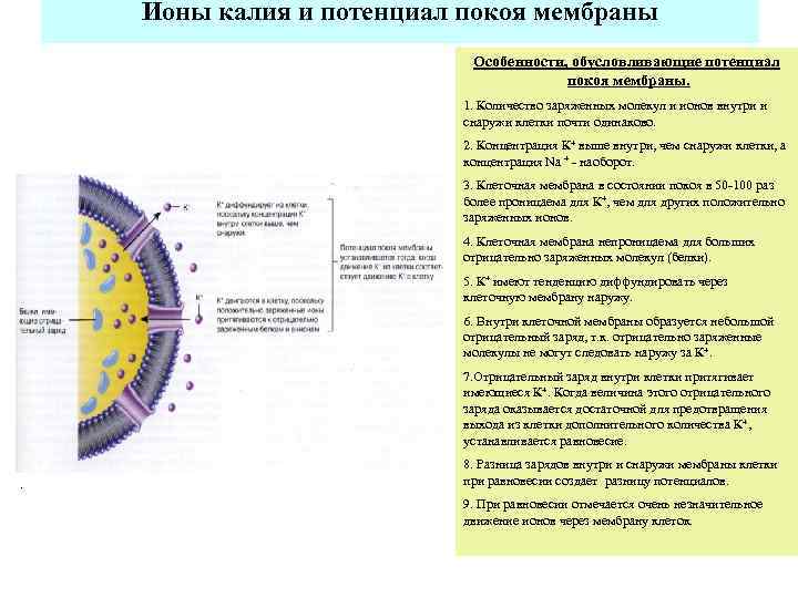   Ионы калия и потенциал покоя мембраны     Особенности, обусловливающие