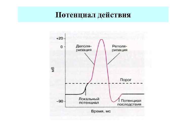 Потенциал действия 