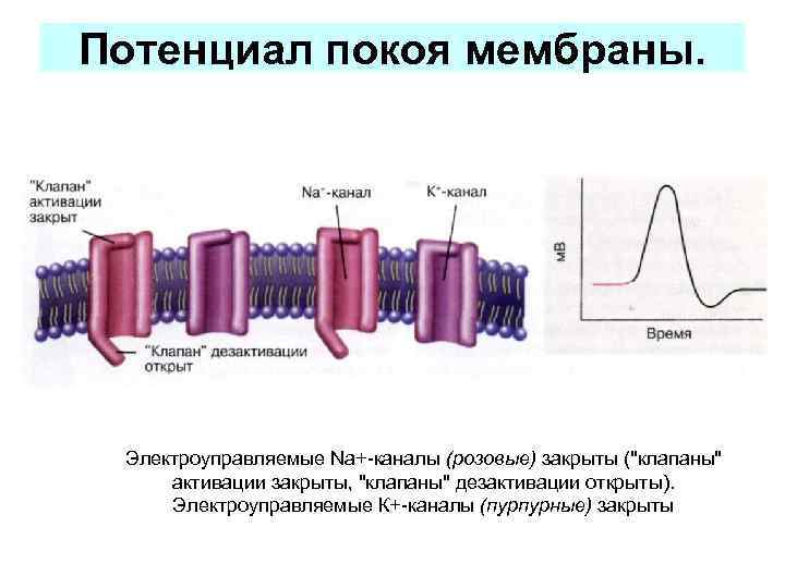 Потенциал покоя мембраны.  Электроуправляемые Nа+-каналы (розовые) закрыты (