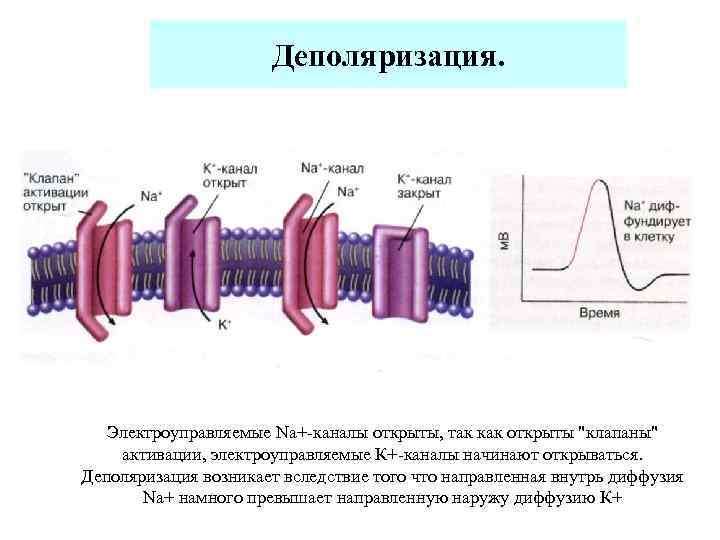      Деполяризация.   Электроуправляемые Nа+ каналы открыты, так как