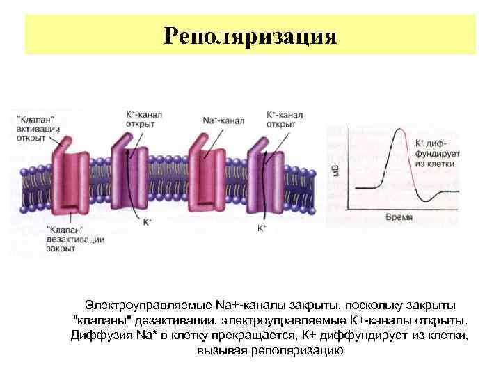    Реполяризация  Электроуправляемые Na+-каналы закрыты, поскольку закрыты 