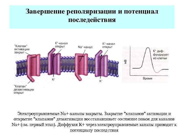  Завершение реполяризации и потенциал   последействия  Электроуправляемые Na+ каналы закрыты. Закрытие