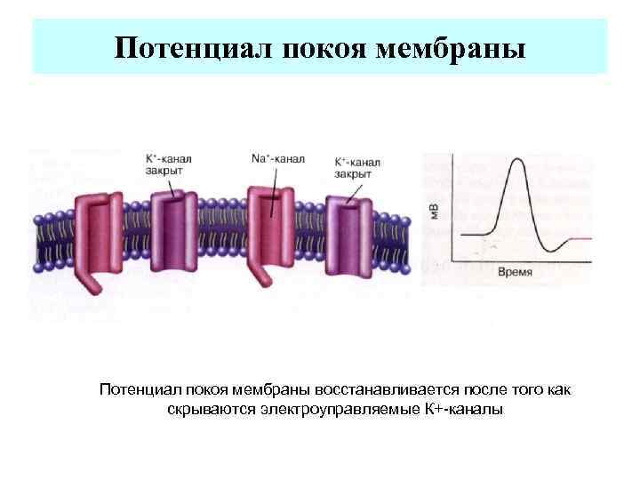  Потенциал покоя мембраны восстанавливается после того как  скрываются электроуправляемые К+-каналы 