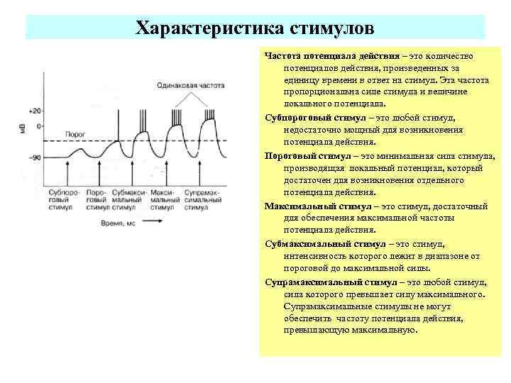 Характеристика стимулов   Частота потенциала действия – это количество   потенциалов действия,