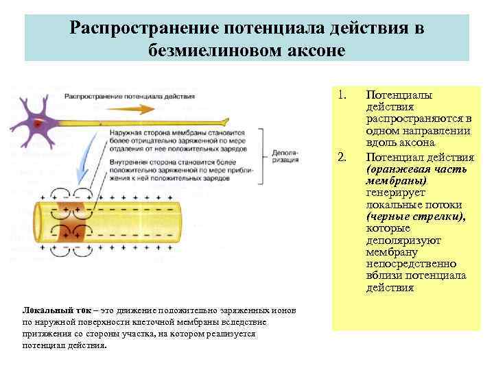 Презентация значение строение и функционирование нервной системы