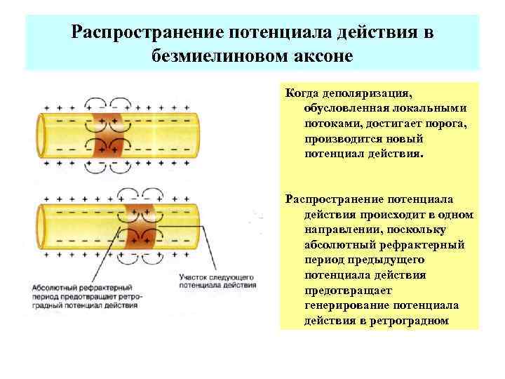 Явления потенциала действия