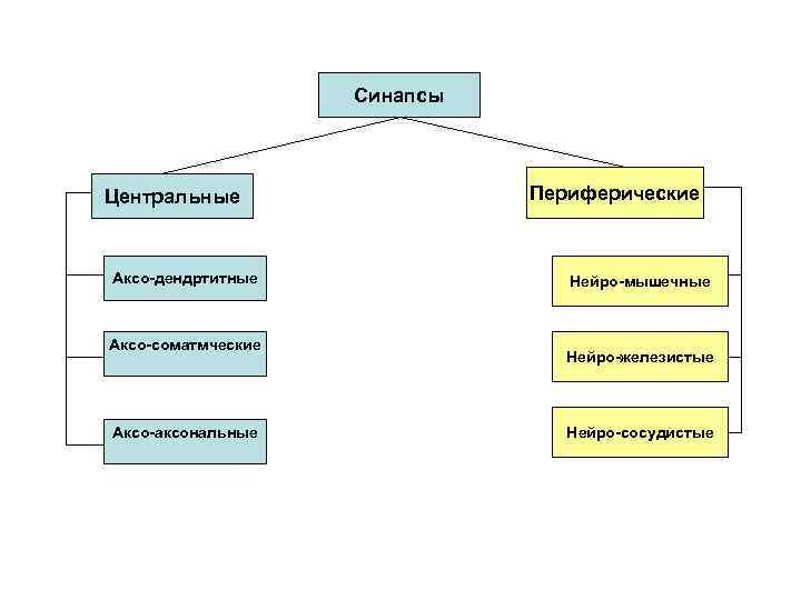     Синапсы Центральные    Периферические  Аксо-дендртитные  