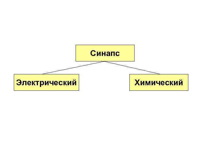     Синапс  Электрический  Химический 