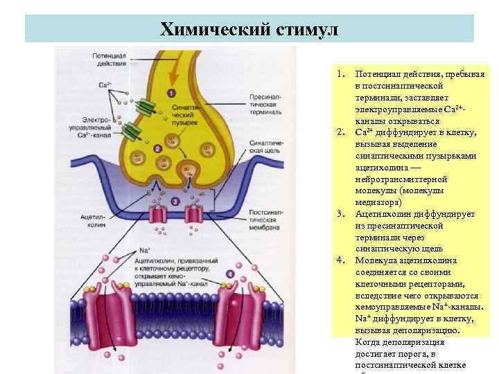 Химический стимул   1.  Потенциал действия, пребывая     в