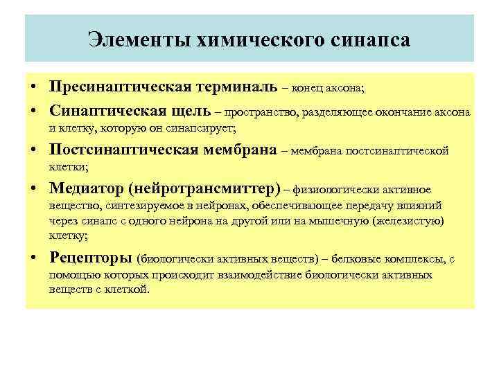    Элементы химического синапса  • Пресинаптическая терминаль – конец аксона; 
