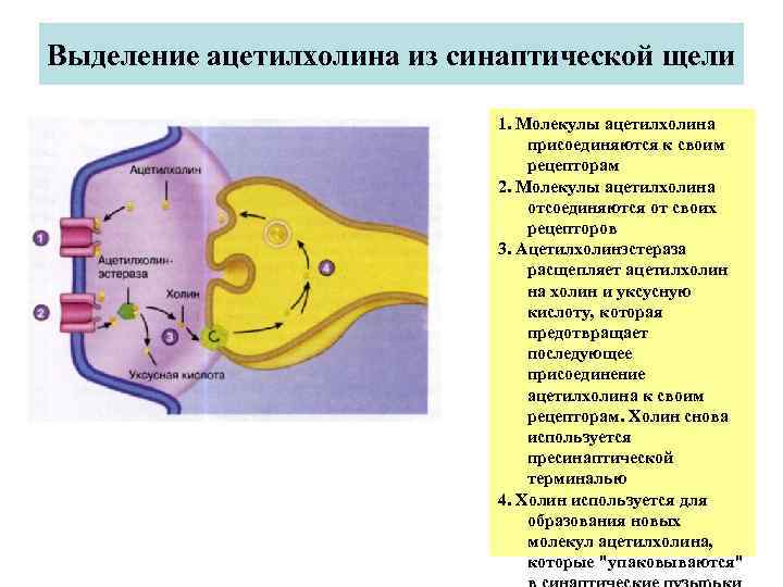 Выделение ацетилхолина из синаптической щели     1. Молекулы ацетилхолина  