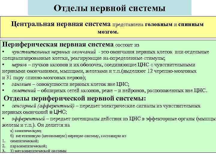      Отделы нервной системы Центральная нервная система представлена головным и