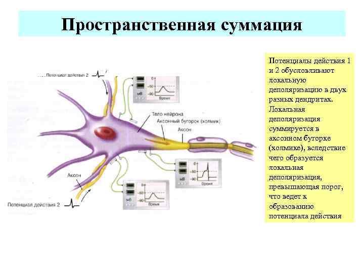 Пространственная суммация     Потенциалы действия 1     и