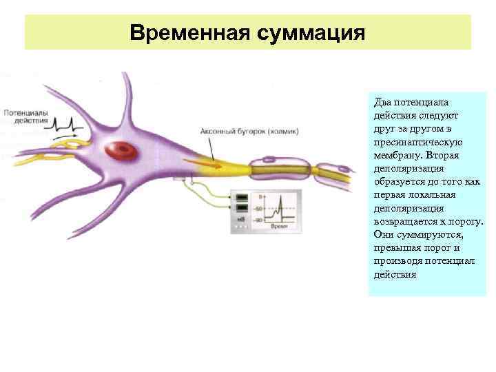 Временная суммация    Два потенциала     действия следуют 