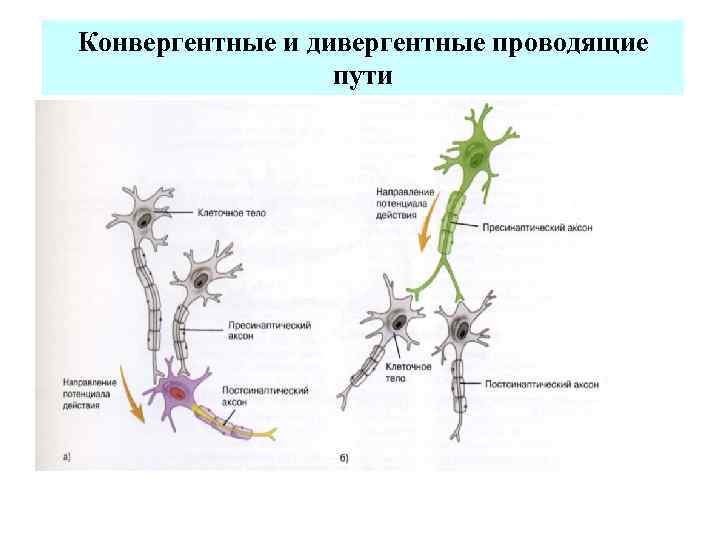 Конвергентные и дивергентные проводящие    пути 