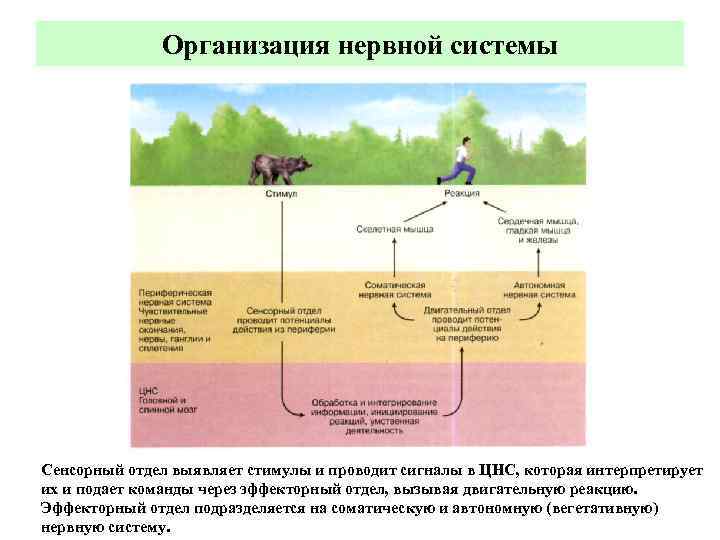    Организация нервной системы Сенсорный отдел выявляет стимулы и проводит сигналы в