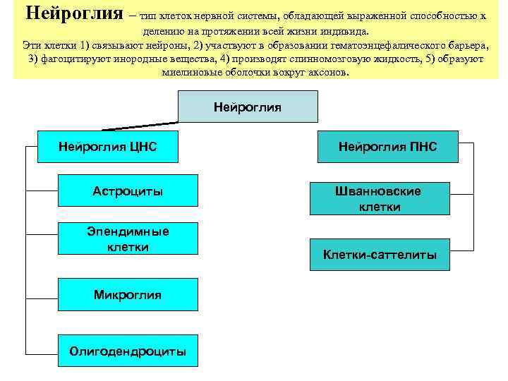 Нейроглия – тип клеток нервной системы, обладающей выраженной способностью к    делению