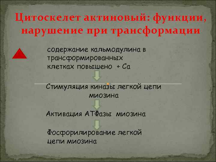 Цитоскелет актиновый: функции,  нарушение при трансформации содержание кальмодулина в трансформированных клетках повышено +