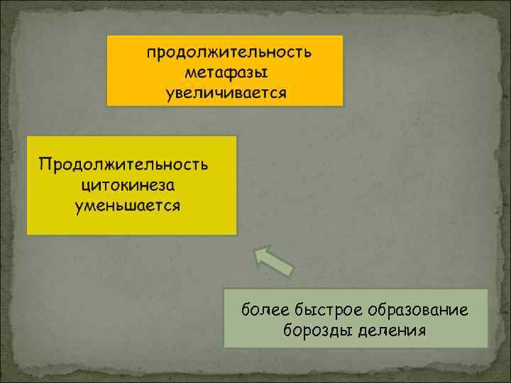 более быстрое образование борозды деления 