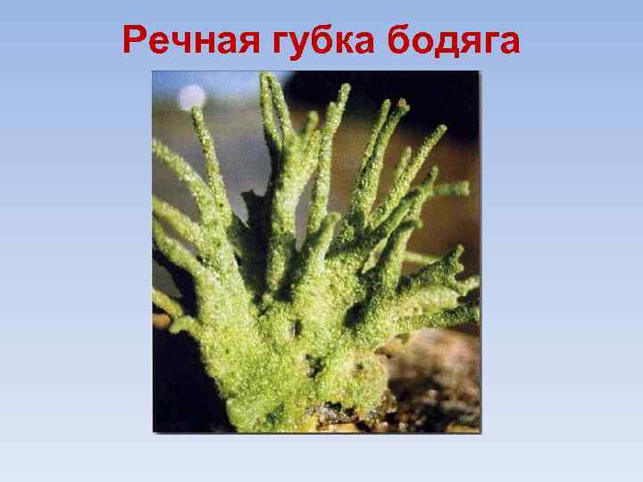 Речная губка бодяга 