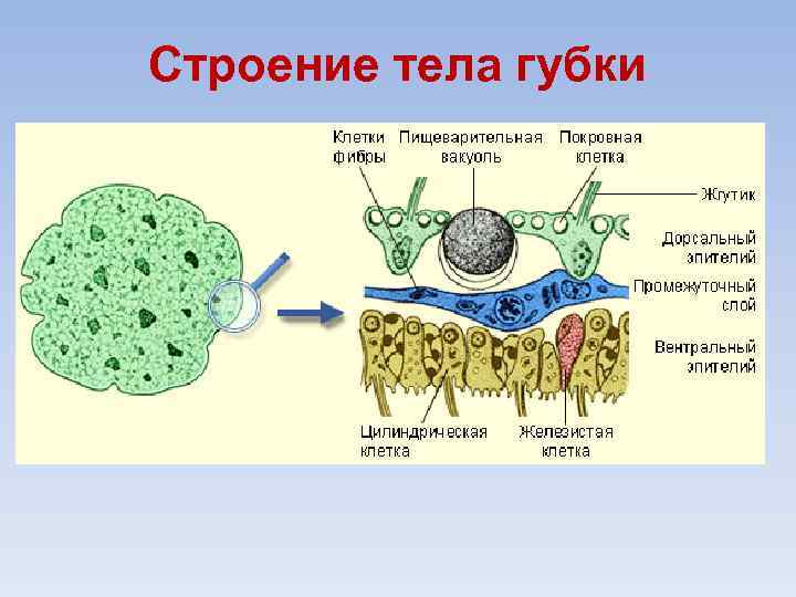 Строение тела губки 