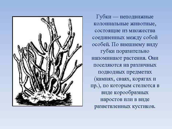   Губки — неподвижные  колониальные животные,  состоящие из множества соединенных между