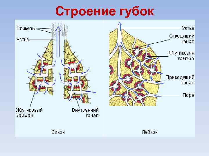 Строение губок 