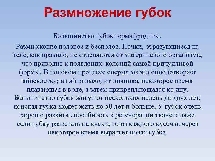    Размножение губок    Большинство губок гермафродиты.  Размножение половое