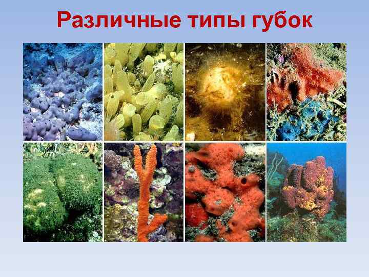 Различные типы губок 