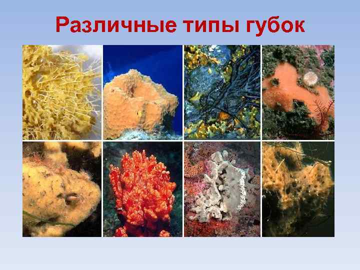 Различные типы губок 