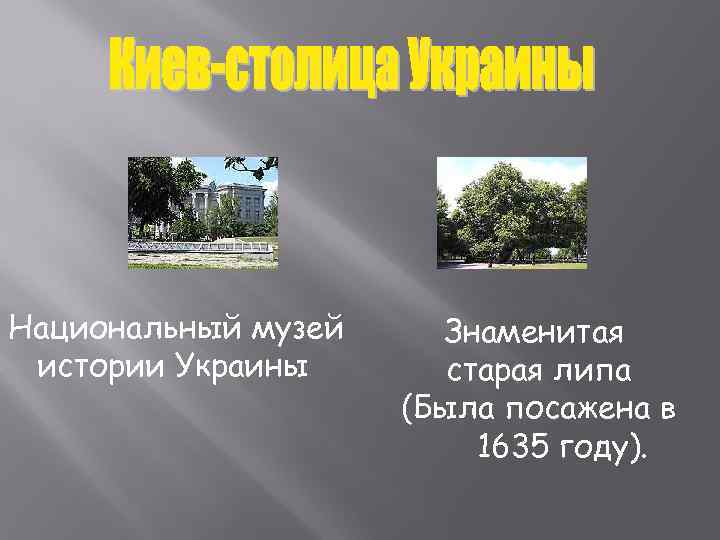 Национальный музей Знаменитая истории Украины  старая липа     (Была посажена