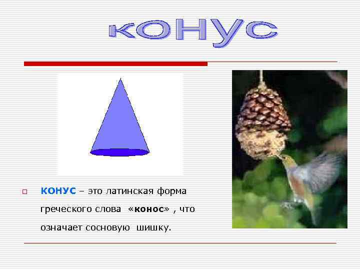o  КОНУС – это латинская форма греческого слова «конос» , что означает сосновую