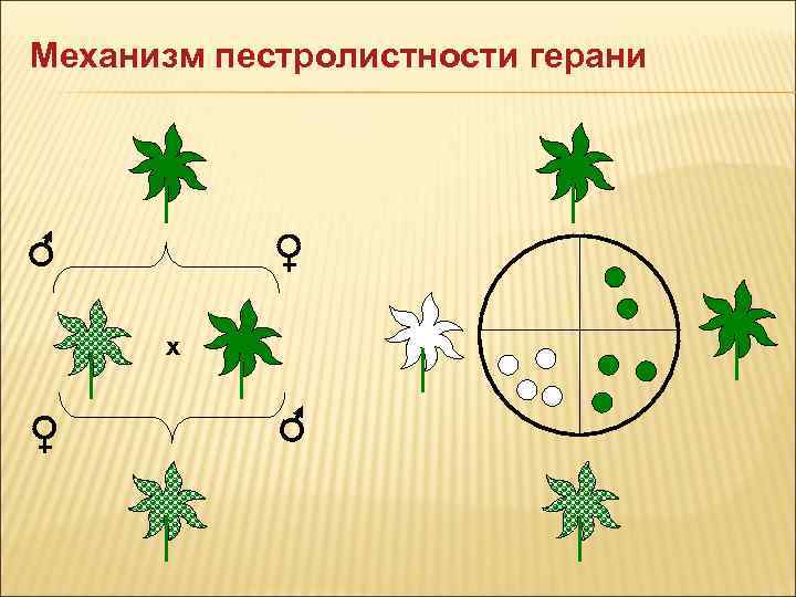 Схемы скрещиваний демонстрирующие наследование пестролистности у растений