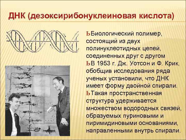 ДНК (дезоксирибонуклеиновая кислота) ь Биологический полимер, состоящий из двух ДНК (дезоксирибонуклеиновая кислота) ь Биологический полимер, состоящий из двух