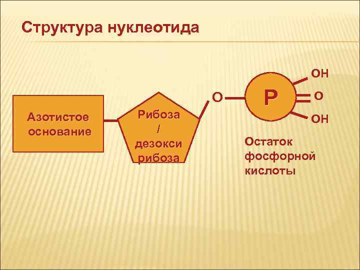 Структура нуклеотида ОН О Структура нуклеотида ОН О