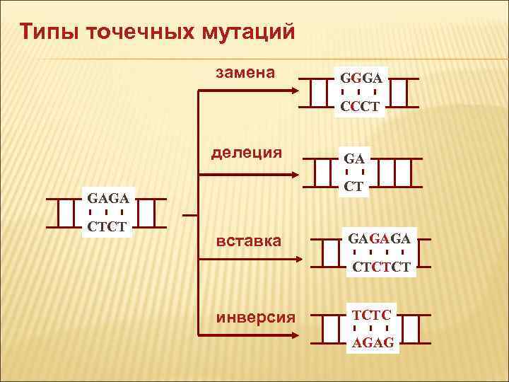 Типы точечных мутаций замена GGGA CCCT Типы точечных мутаций замена GGGA CCCT