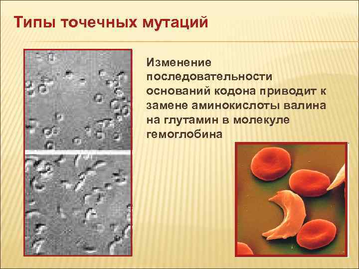 Типы точечных мутаций Изменение последовательности Типы точечных мутаций Изменение последовательности