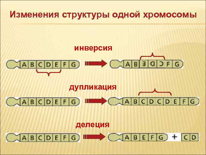 Определите какую генетическую закономерность иллюстрирует данная схема