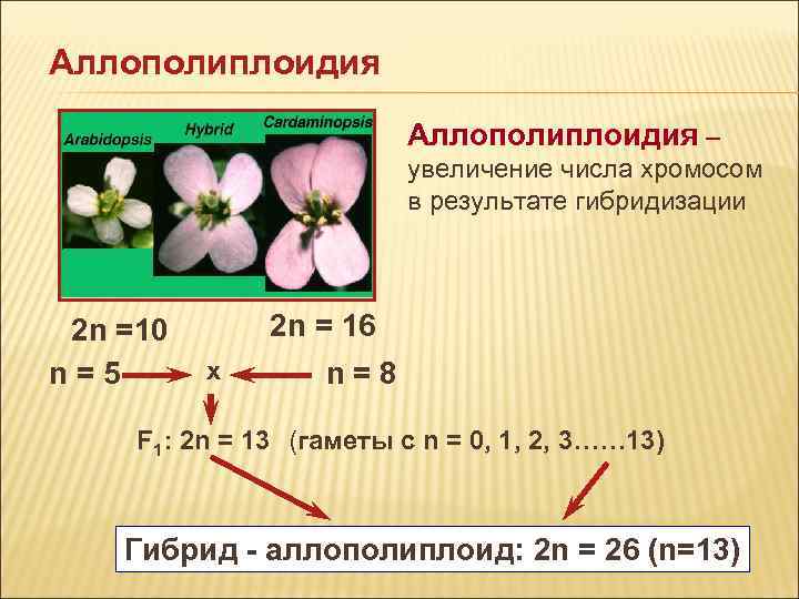 Аллополиплоидия Аллополиплоидия – увеличение Аллополиплоидия Аллополиплоидия – увеличение