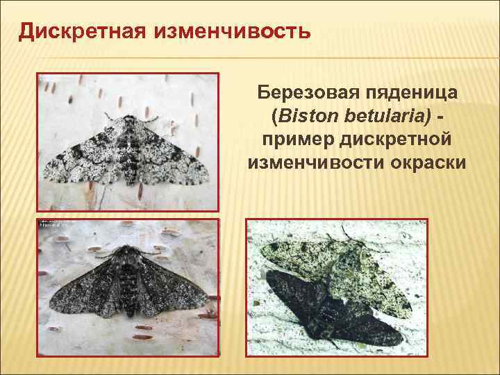 Дискретная изменчивость Березовая пяденица (Biston betularia) - Дискретная изменчивость Березовая пяденица (Biston betularia) -
